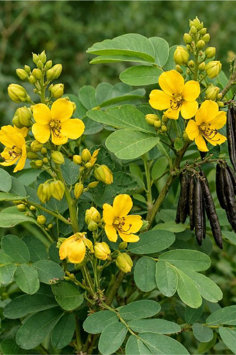 Chakramarda Cassia Tora seed extract