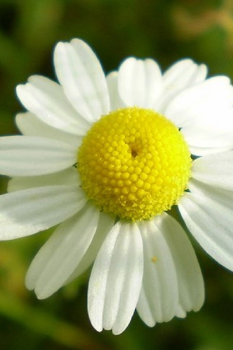 Chamomile