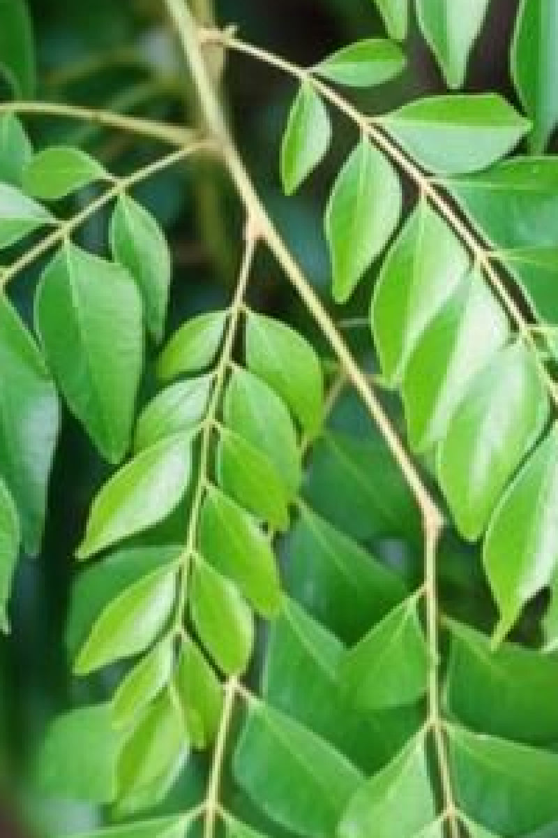 Curry leaves