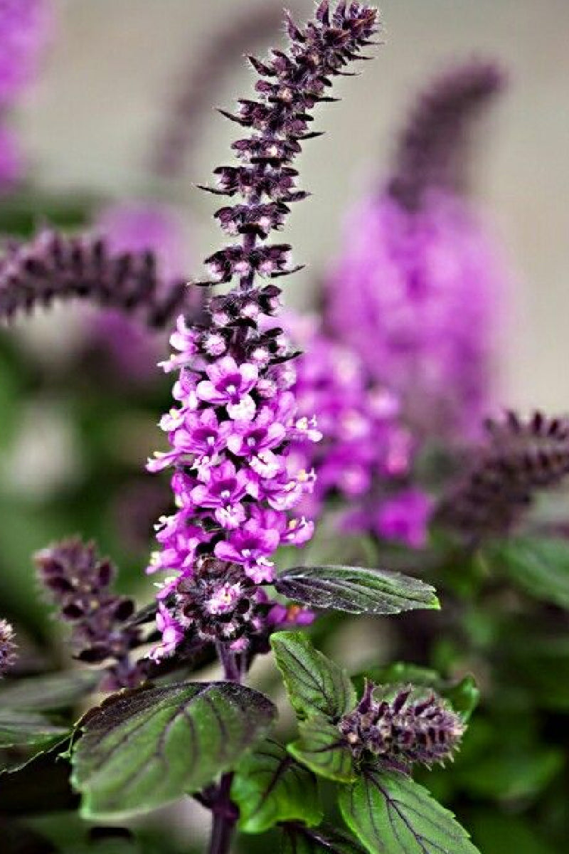 Indian Holy Basil
