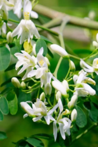 Moringa