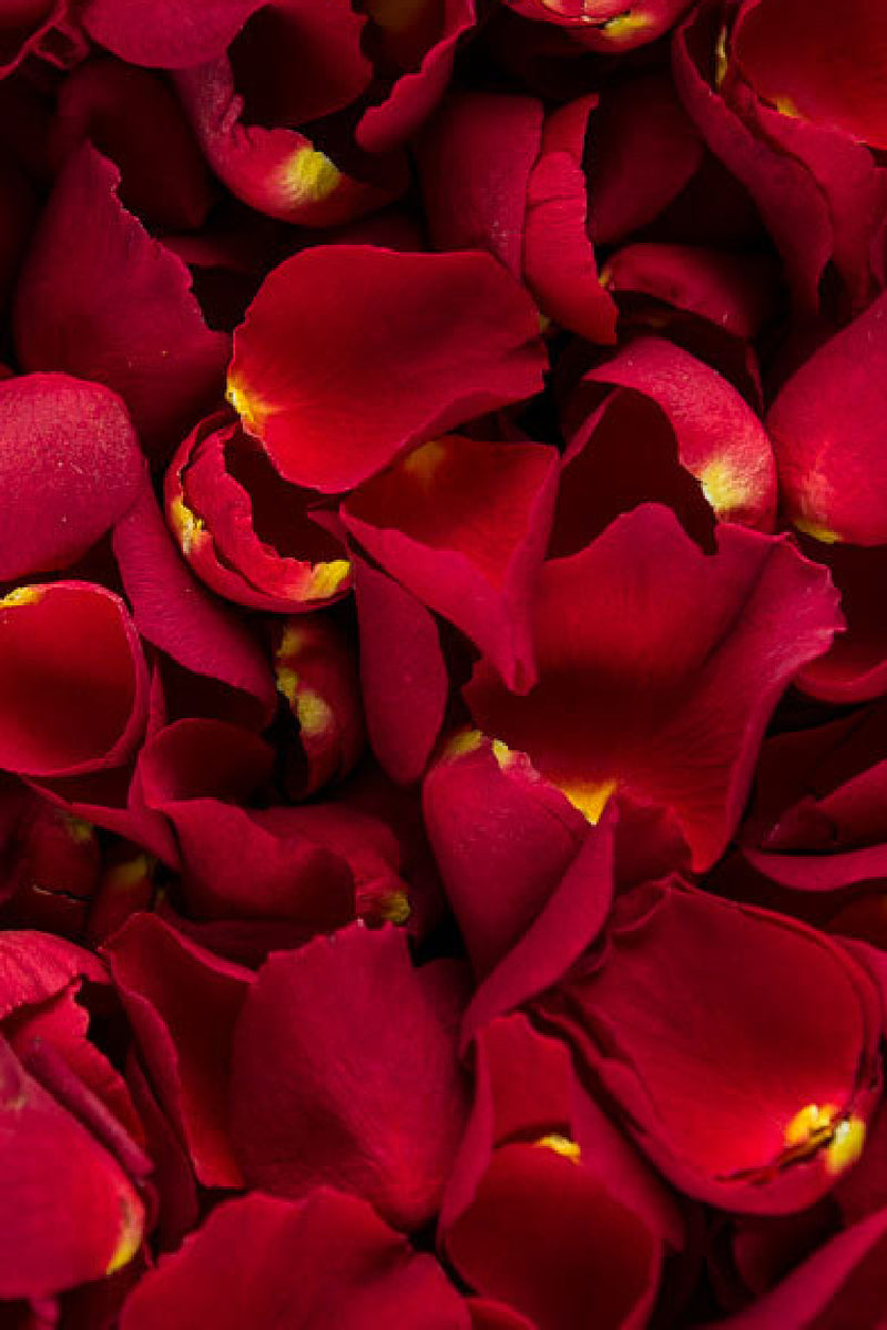 Rose petals