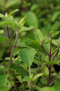 SHYAM TULSI