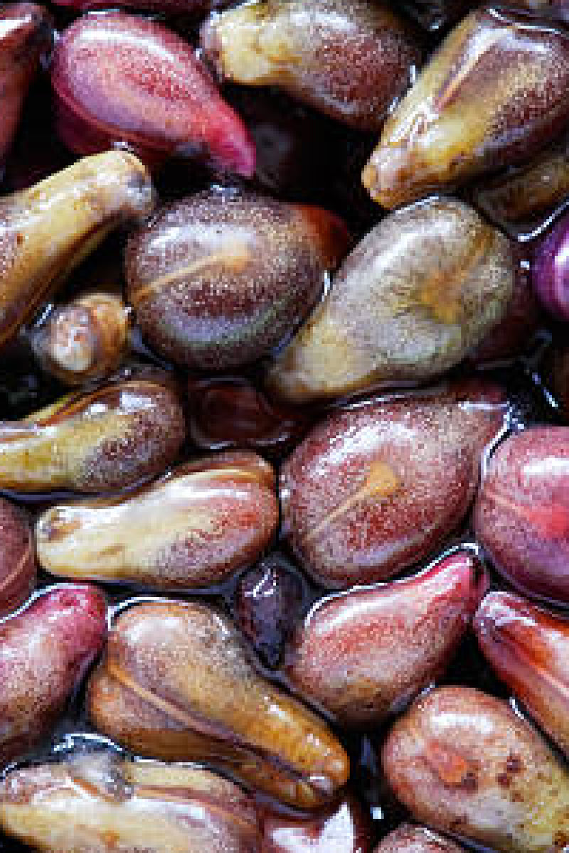 Seed