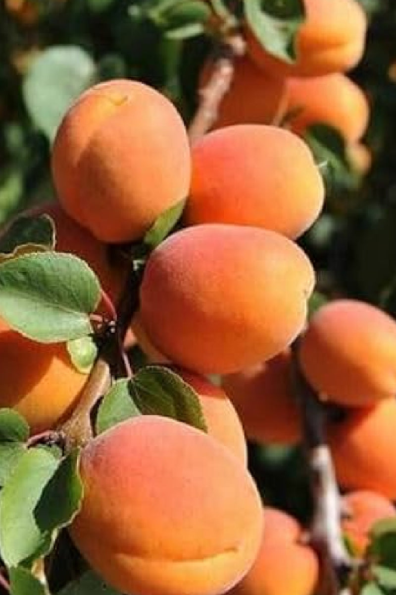 apricot