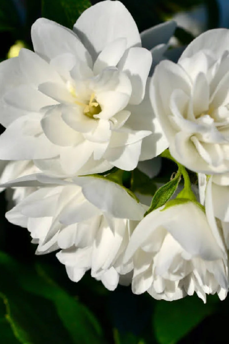 jasmine