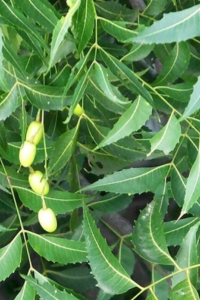 neem